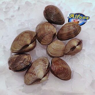 Almeja de cultivo gallega fresca. Ideal para mariscadas, arroces, sopas y recetas marineras. Compra marisco online en Pescado a Casa.