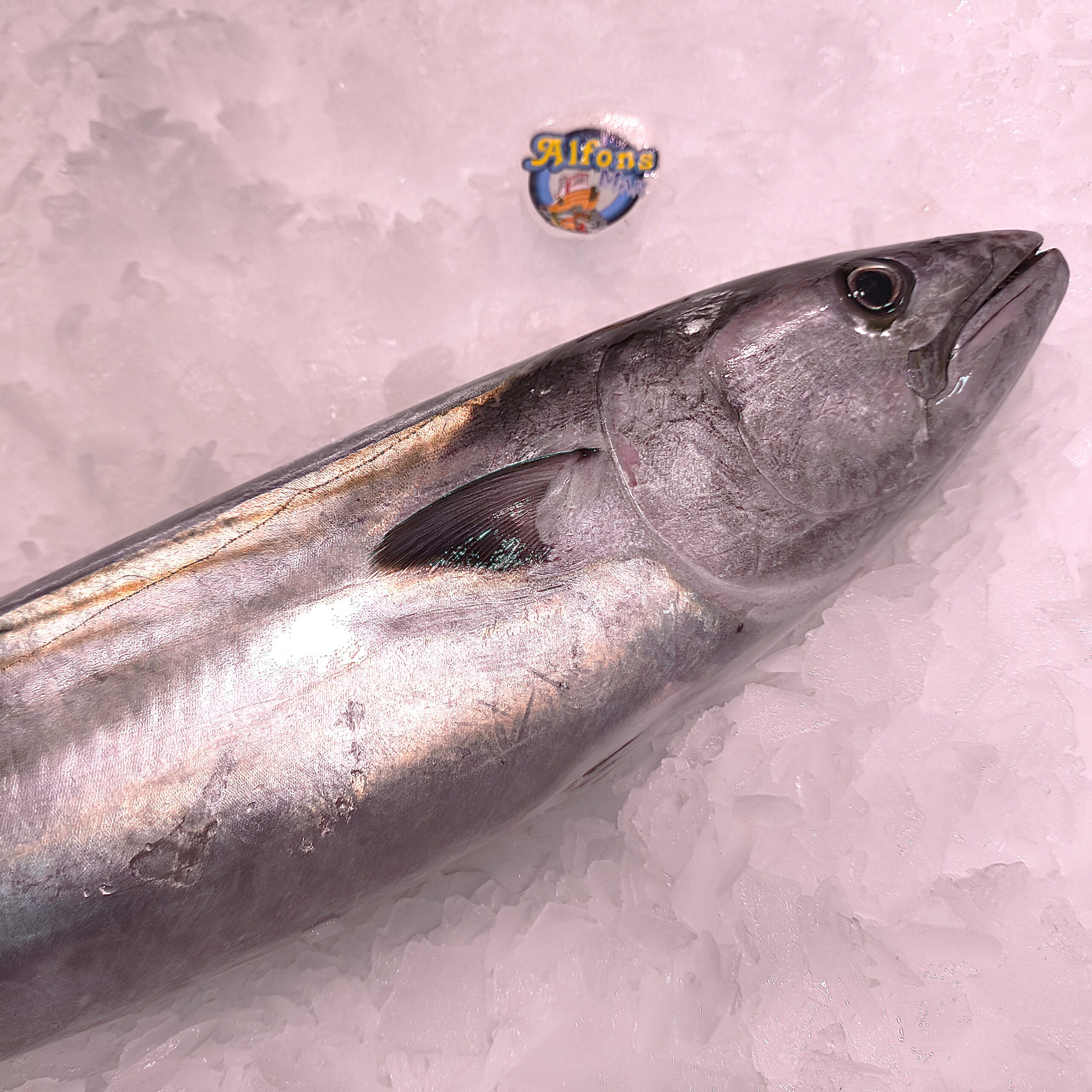 Bonito 1,5 kg – Pescado fresco | Pescado a Casa Bonito fresco de 1,5 kg. Compra pescado fresco online con envío refrigerado a domicilio. Pescadería online Pescado a Casa.