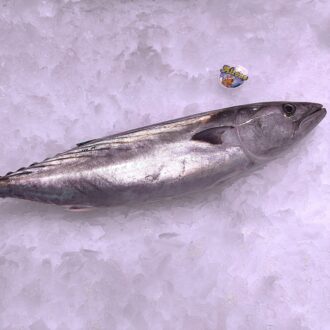 Bonito fresco de 2 kg. Compra pescado fresco online con envío refrigerado a domicilio. Pescadería online Pescado a Casa.