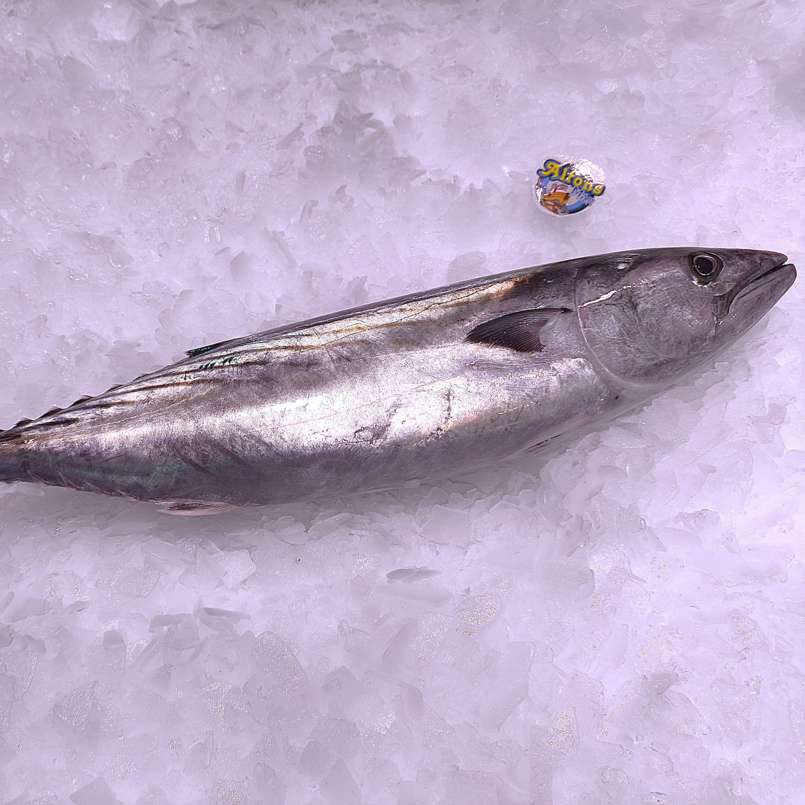 Bonito 2 kg – Pescado fresco | Pescado a Casa Bonito fresco de 2 kg. Compra pescado fresco online con envío refrigerado a domicilio. Pescadería online Pescado a Casa.