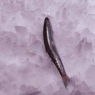 Boquerón grande fresco del Mediterráneo | Comprar pescado fresco online | Pescado a Casa