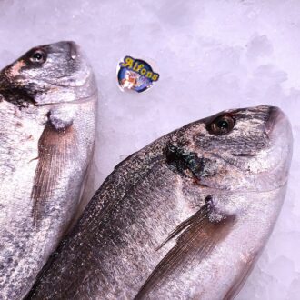 Dorada de playa fresca de 1 kg. Compra pescado salvaje online con envío refrigerado a domicilio. Pescadería online Pescado a Casa.
