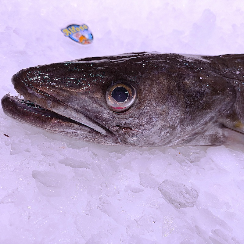 Palangre 2,5 kg | Pescado fresco | Pescado a Casa Pescado de palangre fresco 2,5 kg. Compra pescado fresco online con envío refrigerado. Pescadería online Pescado a Casa.