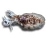 sepia-natural-pescadoacasa