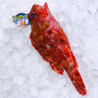 Cabracho o escórpora fresca sobre hielo, de color rojizo y aspecto característico.