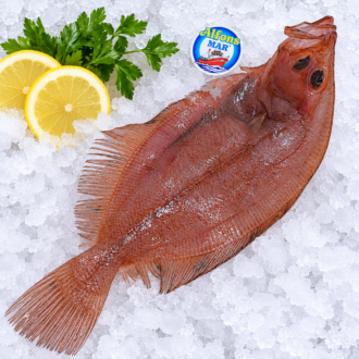 Gallo fresco de aproximadamente 700 gramos sobre hielo, seleccionado por Pescado a Casa.