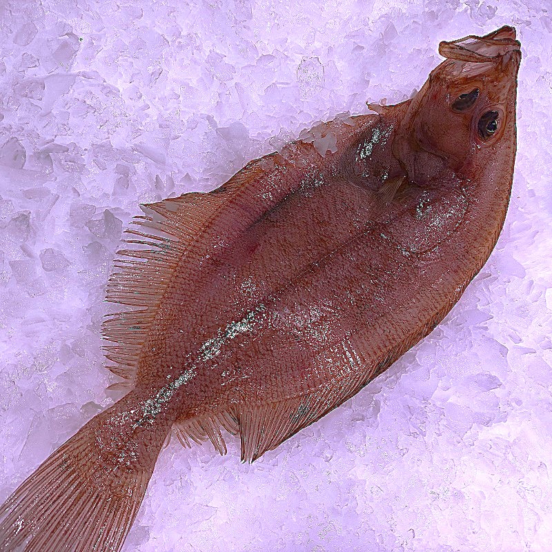 Gallo 700 g – Pescado fresco | Pescado a Casa Gallo fresco de 700 g. Compra pescado fresco online con envío refrigerado a domicilio. Pescadería online Pescado a Casa.