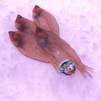 Pelaya mediana fresca. Compra pelaya online con envío refrigerado a domicilio. Pescadería online Pescado a Casa.