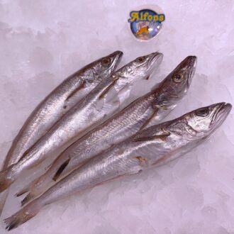 Pescadilla pijota fresca. Compra pescado blanco fresco online con envío refrigerado a domicilio. Pescadería online Pescado a Casa.