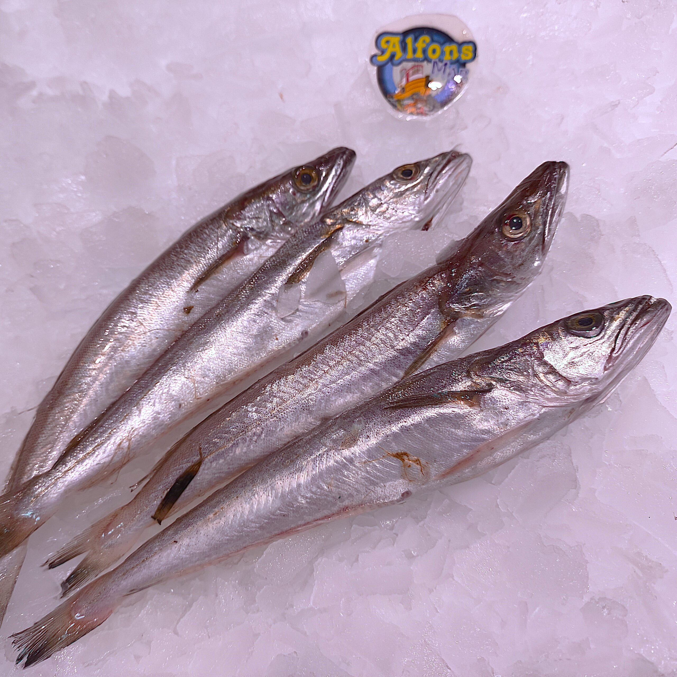 Pescadilla Pijota | Pescado fresco | Pescado a Casa Pescadilla pijota fresca. Compra pescado blanco fresco online con envío refrigerado a domicilio. Pescadería online Pescado a Casa.