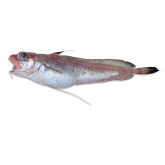 brotolas-blanco-pescadoacasa