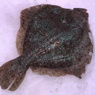 Rodaballo fresco de 1,2 kg. Compra pescado fresco online con envío refrigerado a domicilio. Pescadería online Pescado a Casa.