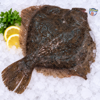 Rodaballo fresco de 1,5 kg sobre hielo picado con el distintivo de Alfons Mar
