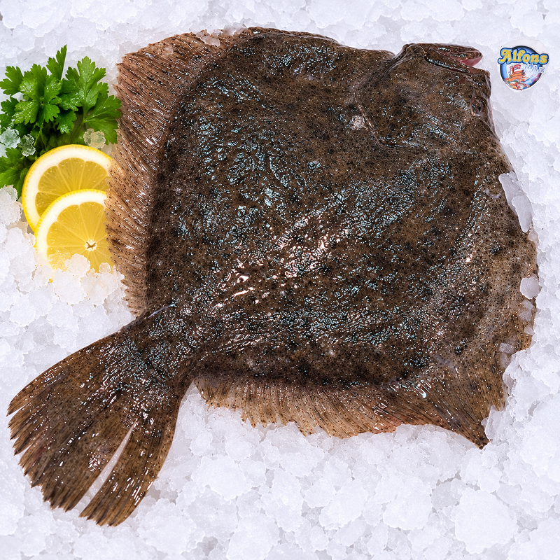 rodaballo-1500g-pescado-fresco-pescado-a-casa Rodaballo fresco de 1,5 kg sobre hielo picado con el distintivo de Alfons Mar