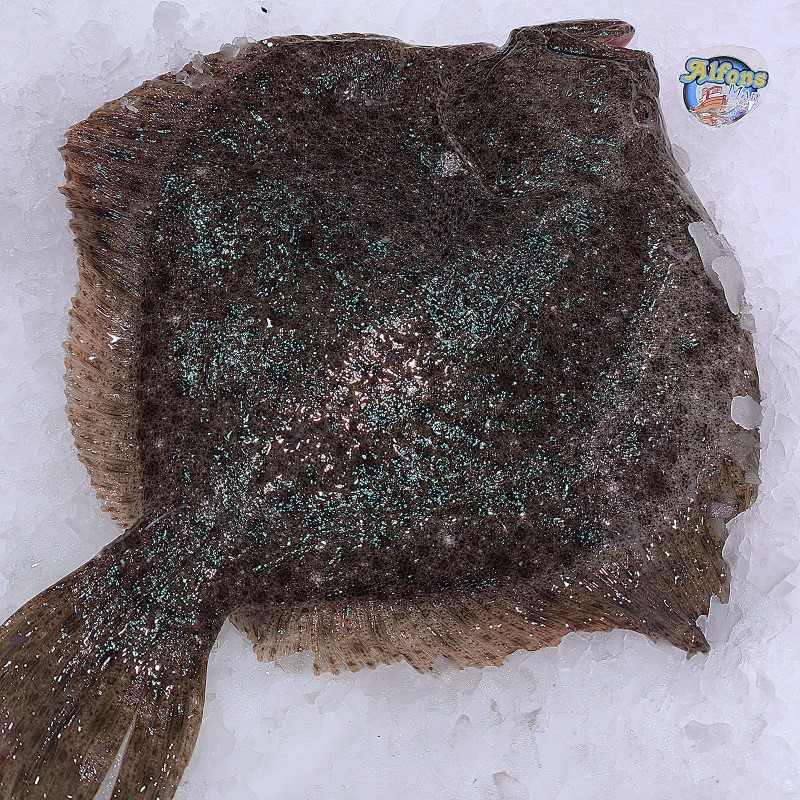 Rodaballo 1,5 kg – Pescado fresco | Pescado a Casa Rodaballo fresco de 1,5 kg. Compra pescado fresco online con envío refrigerado a domicilio. Pescadería online Pescado a Casa.