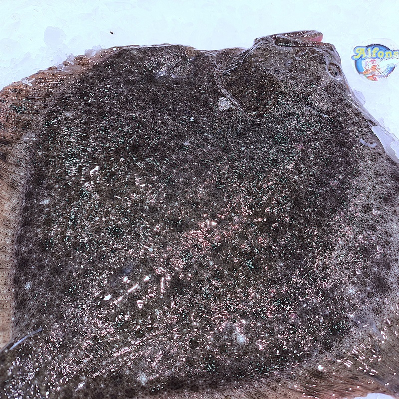 Rodaballo 2 kg | Pescado fresco | Pescado a Casa Rodaballo fresco de 2 kg. Compra rodaballo online con envío refrigerado a domicilio. Pescadería online Pescado a Casa.