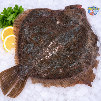 Rodaballo fresco de 2 kg sobre hielo picado con el distintivo de Alfons Mar