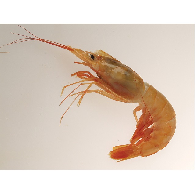 large_f-camaron-p32219081