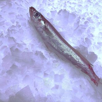 Maira de Cádiz en oferta. Compra pescado blanco fresco online con envío refrigerado a domicilio. Pescadería online Pescado a Casa.