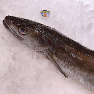 Pescado de palangre fresco 1,5 kg en oferta. Compra pescado fresco online con envío refrigerado. Pescadería online Pescado a Casa.