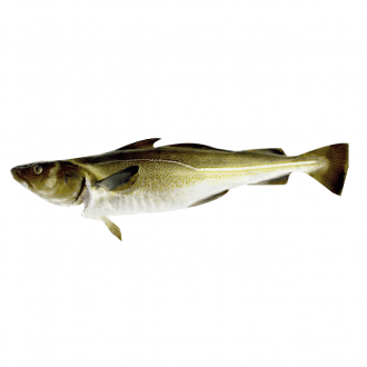 bacalao-fresco-1,5kg-pescado-a-casa