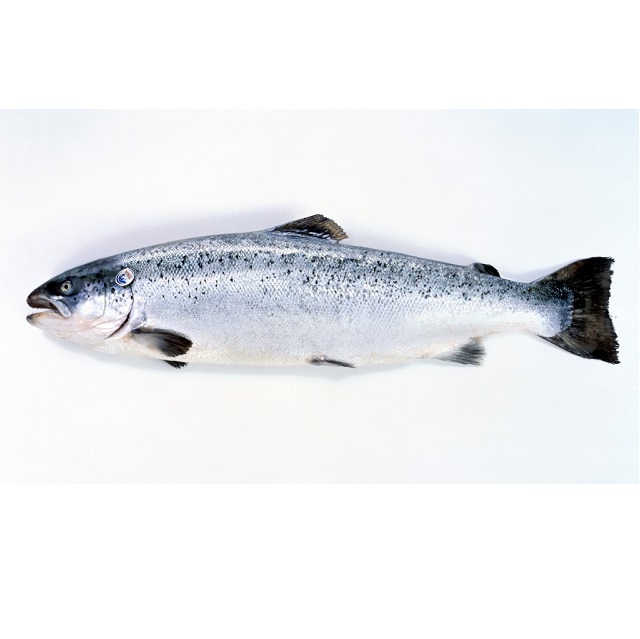 salmon-noruego-4kg-pescadoacasa-jpg