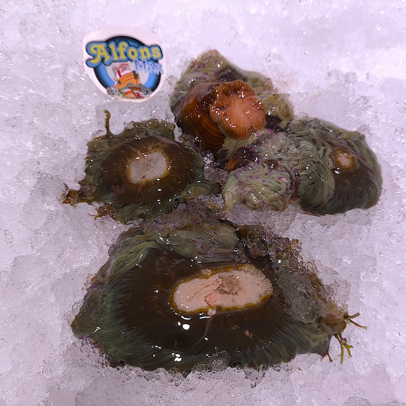 Ortiguillas frescas de mar 500 g