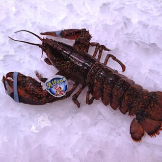 Bogavante canadiense fresco en oferta. Compra bogavante online con envío refrigerado. Pescadería Pescado a Casa.