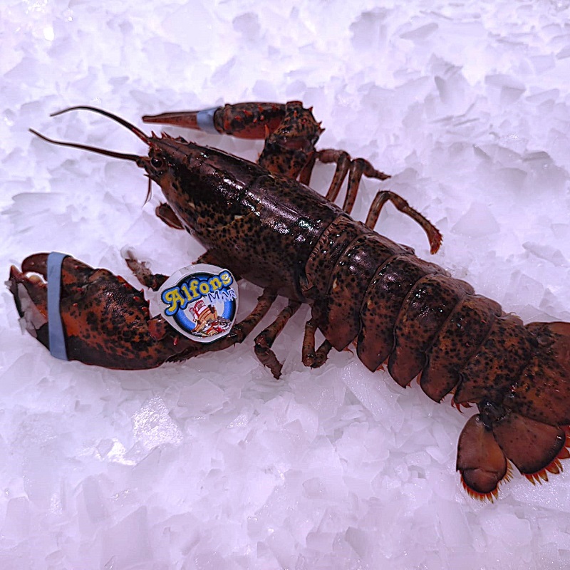 Bogavante Canadiense Oferta | Marisco fresco | Pescado a Casa Bogavante canadiense fresco en oferta. Compra bogavante online con envío refrigerado. Pescadería Pescado a Casa.