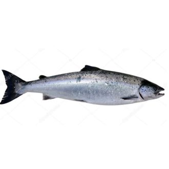 salmon-ecológico-3kg-pescadoacaasa