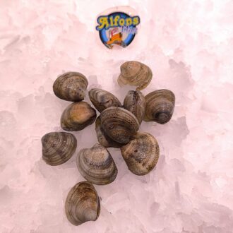 Chirla fresca. Compra chirlas frescas online con envío refrigerado a domicilio. Marisco fresco en Pescado a Casa.