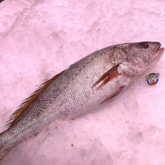 Corvina fresca de 1,5 kg. Compra corvina online con envío refrigerado a domicilio. Pescadería online Pescado a Casa.