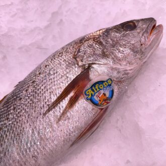 Corvina fresca de 2 kg. Compra corvina online con envío refrigerado a domicilio. Pescadería online Pescado a Casa.