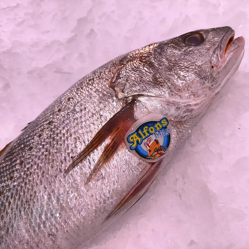 Corvina fresca de 2 kg. Compra corvina online con envío refrigerado a domicilio. Pescadería online Pescado a Casa.