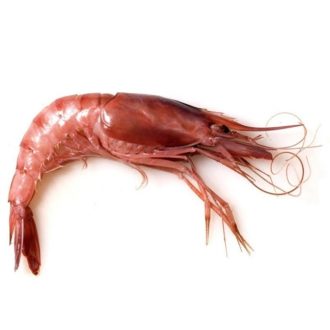 Gamba blanca Rosas