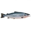 salmón entero 4kg