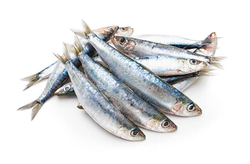 sardina fresca