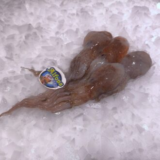 Pulpo blanco de costa fresco