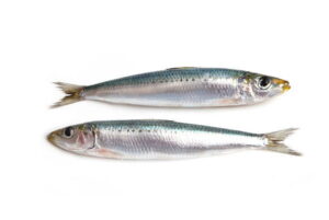 Aprende cómo diferenciar la sardina y el boquerón