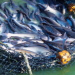 Diferencia entre el pescado salvaje y el de granjas