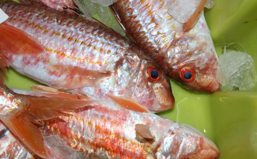 ¿Sabes reconocer el pescado gallego fresco?