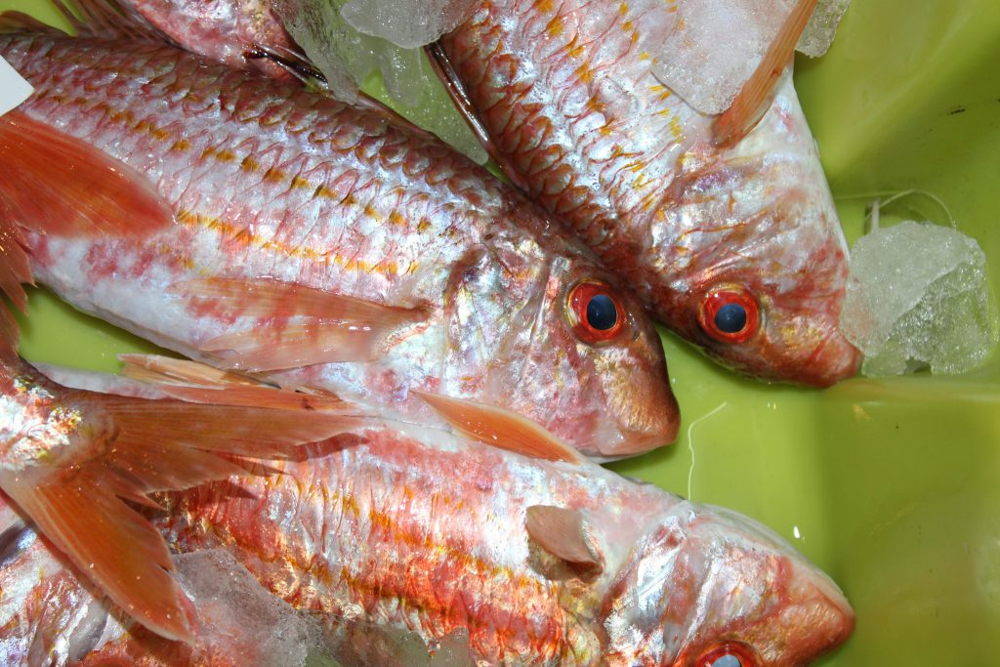 ¿Sabes reconocer el pescado gallego fresco?