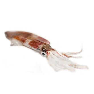 calamar-pequeño-pescadoacasa