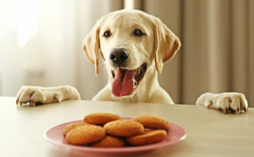 Receta casera para perros: galletas de pescado