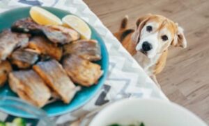 Galleta de pescado para un perro