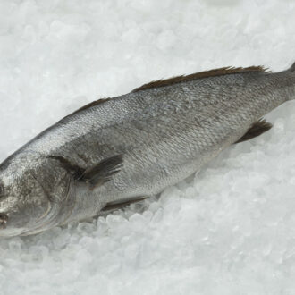 Corvina