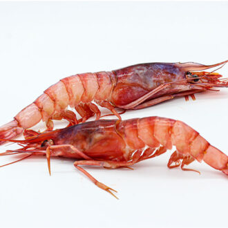 Gamba Roja