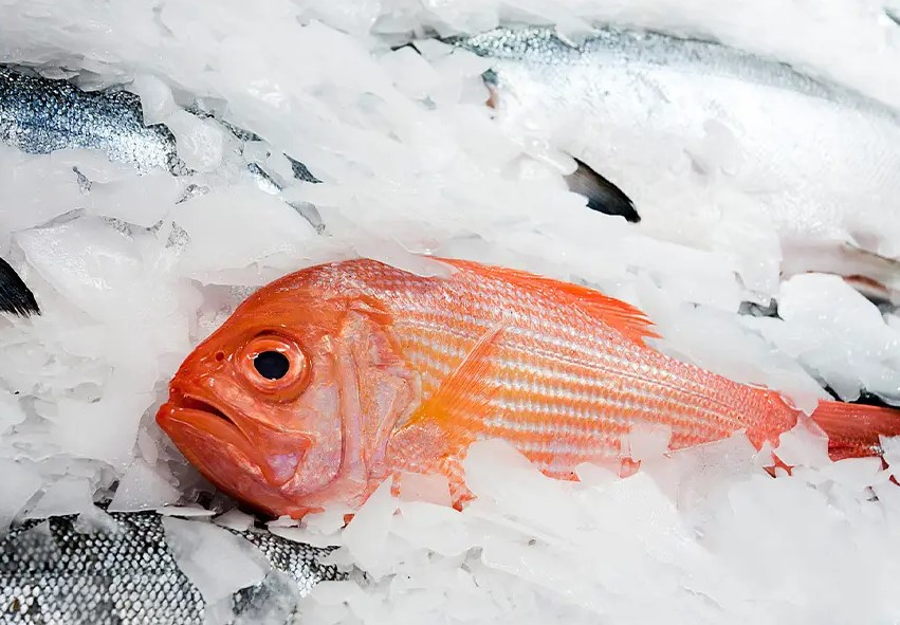 ¿Puedo volver a congelar el pescado?