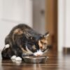 gato comiendo pescado
