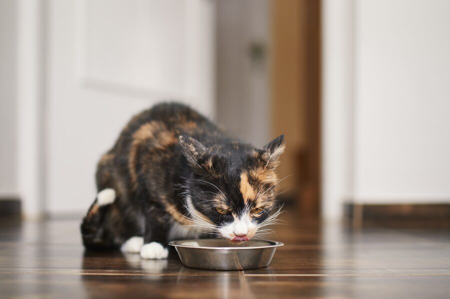 gato comiendo pescado